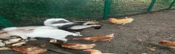 Goats livestock for sale: Pygmy Goats  - Advert 3