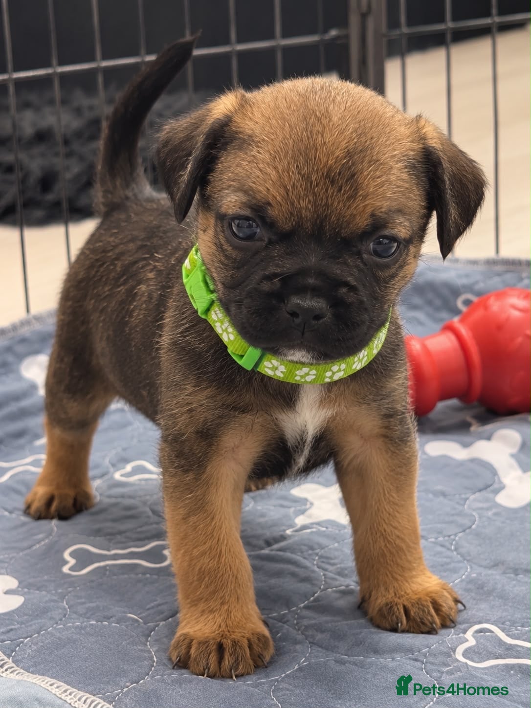 Border Terrier dogs 5 STAR Border terrier PUPS🌟 KC REG /SLEM CLEAR - Advert 10