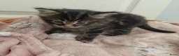 Mixed Breed cats for sale: 2 fluffy kittens - Advert 6