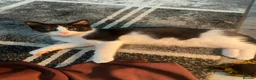 Mixed Breed cats for sale: Beautiful kittens  - Advert 2