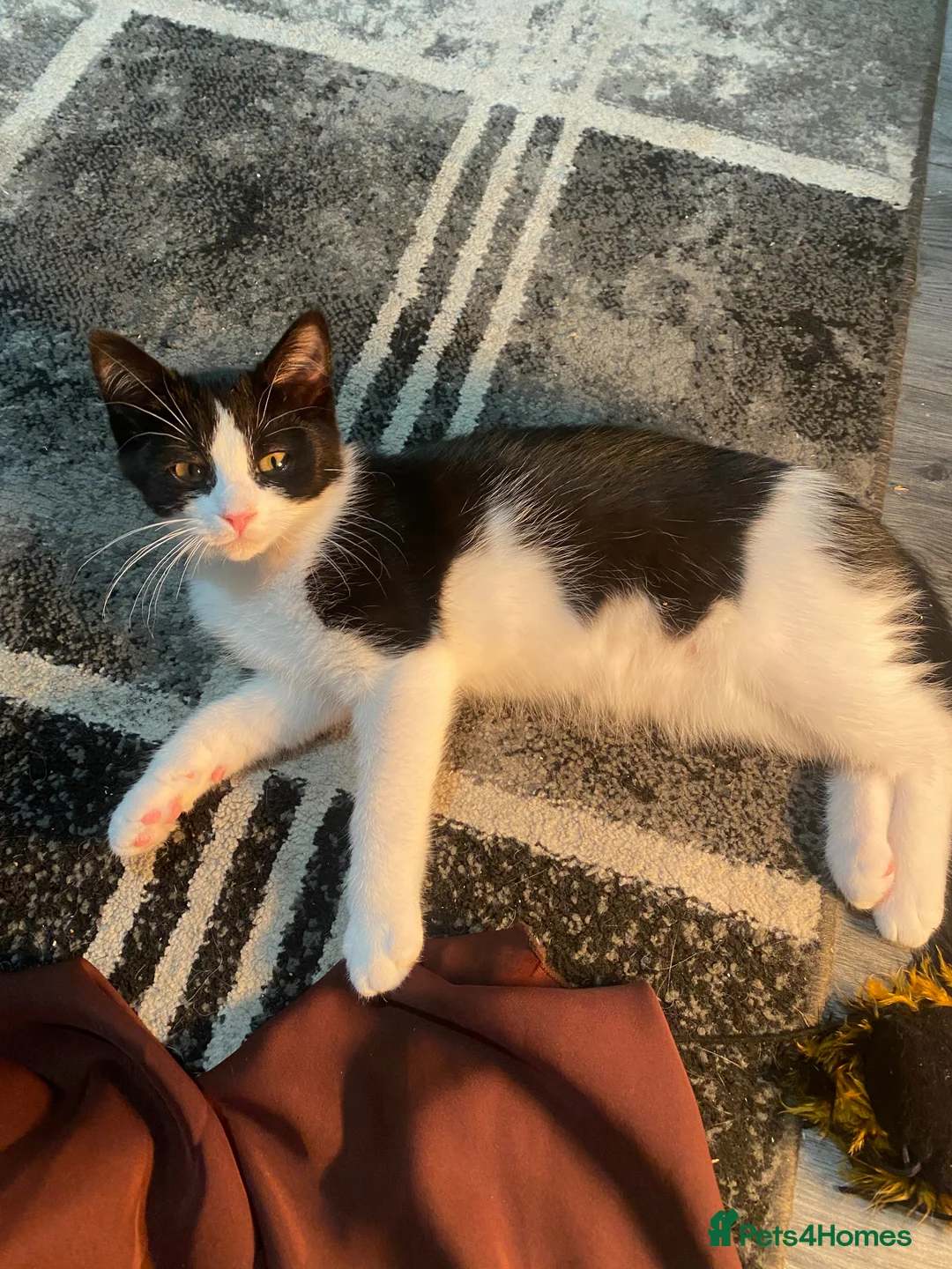 Mixed Breed cats for sale: Beautiful kittens  - Advert 2