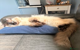 Ragdoll cats for sale: Ragdoll female  - Image 4