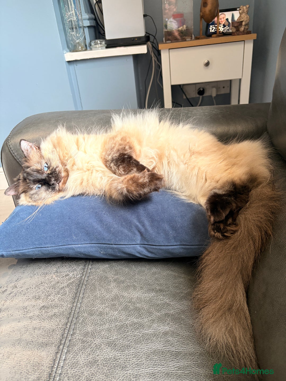 Ragdoll cats for sale: Ragdoll female  - Image 4