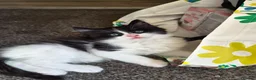 Mixed Breed cats for sale: Kittens in Elgin - Advert 12