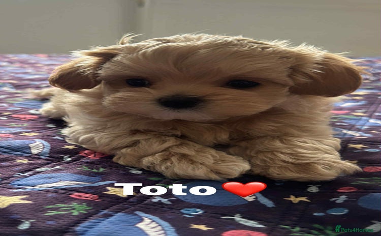 Maltipoo dogs - Advert 11