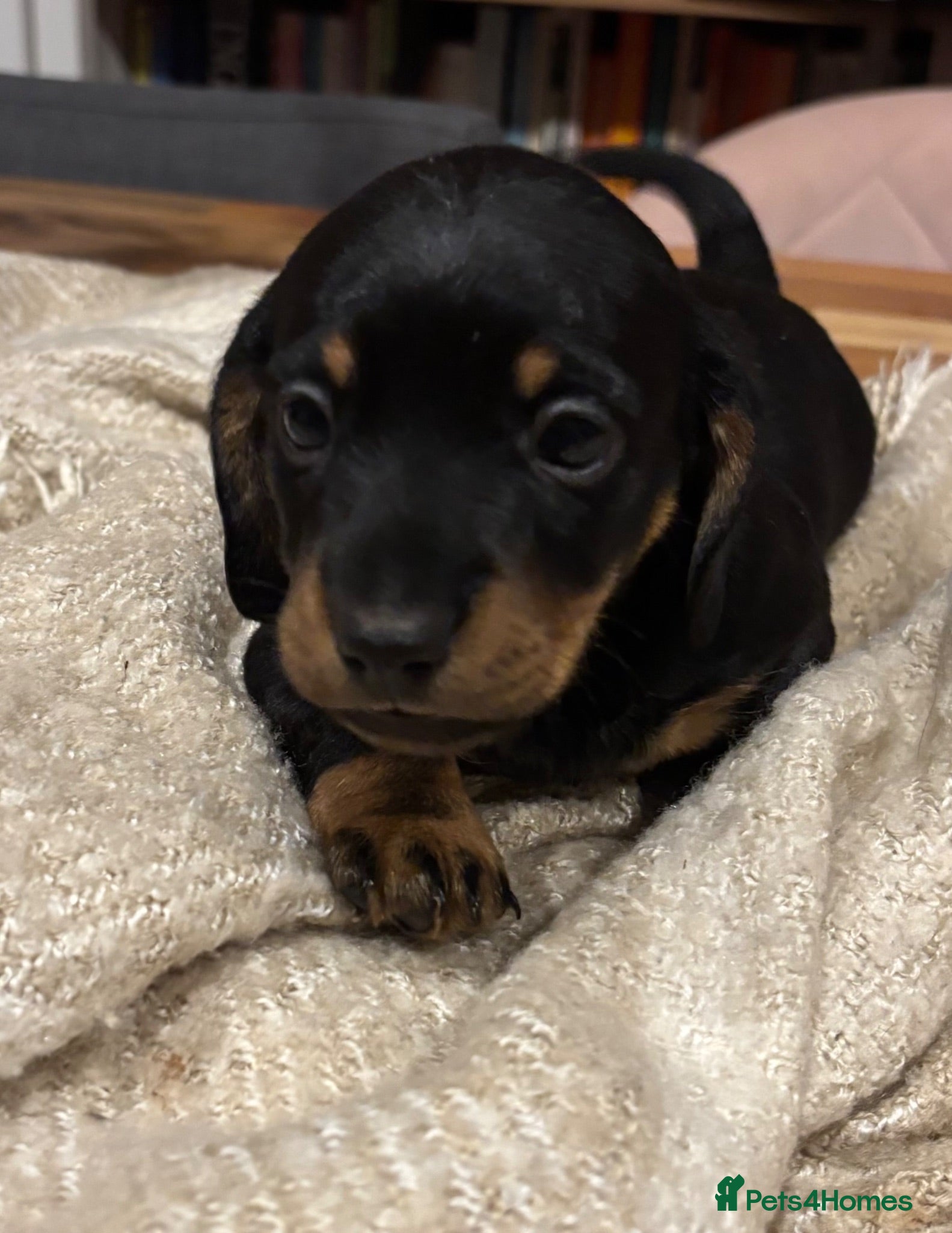 Miniature Dachshund dogs ADORABLE Miniature Dachshund KC Pups  - Advert 2