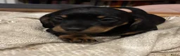 Miniature Dachshund dogs for sale: ADORABLE Miniature Dachshund KC Pups  - Advert 4