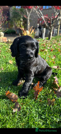 Cocker Spaniel dogs - Advert 2