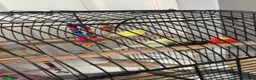 Budgerigars birds for sale: 2 male 2 female budgies for sale  - Advert 2