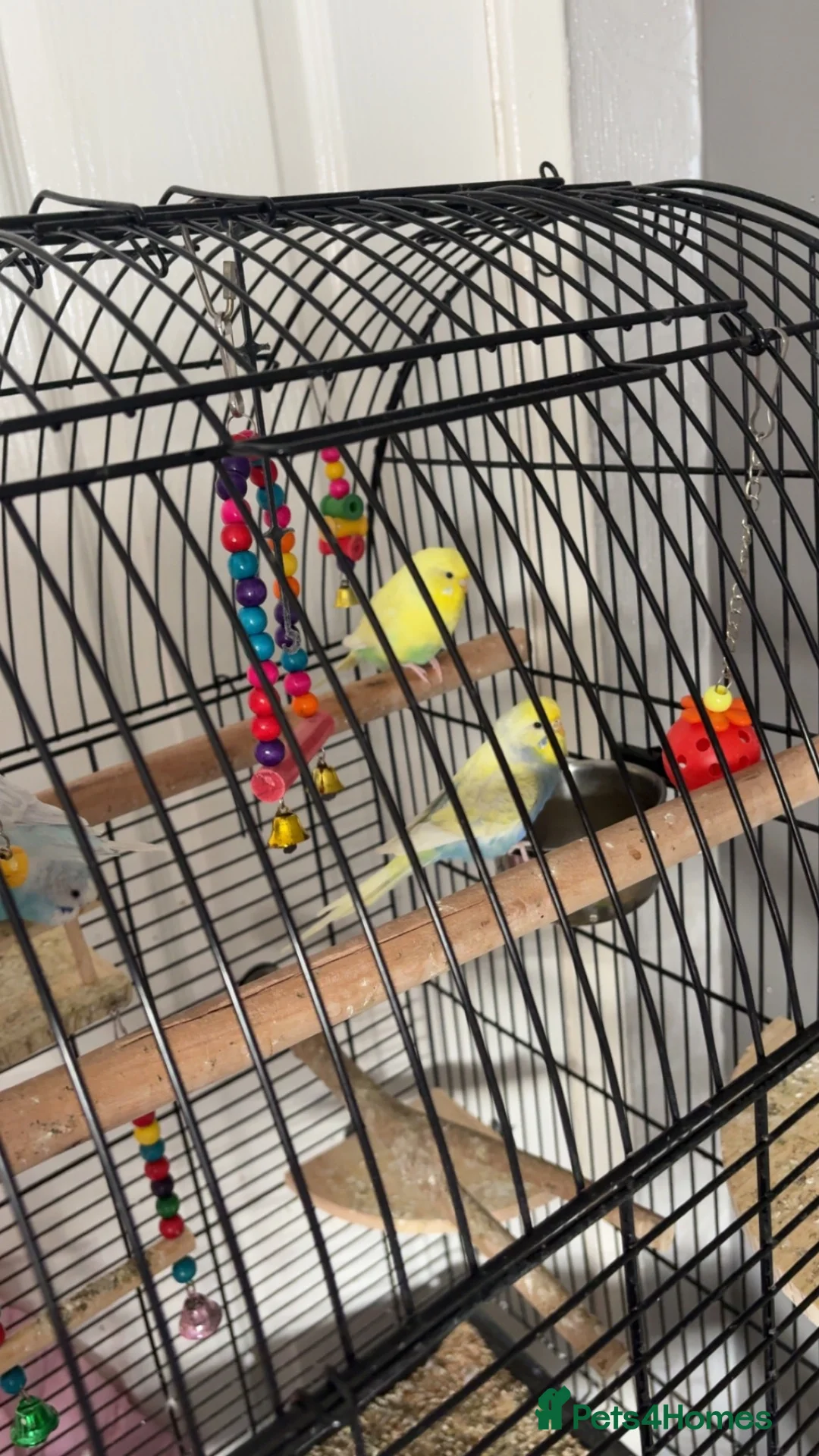 Budgerigars birds for sale: 2 male 2 female budgies for sale  - Advert 2