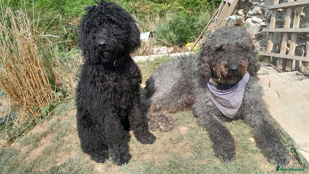 Labradoodle dogs for sale: Beautiful F2B Multigen Standard Labradoodle Pups in Kingsbridge - Image 5