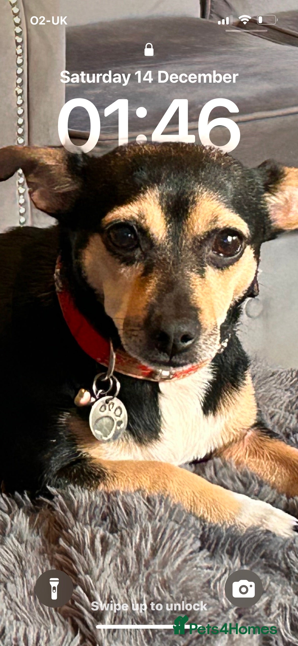 Mixed Breed dogs Beautiful Jack Russel x Chihuahua for sale - Advert 1