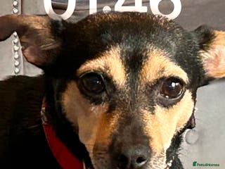 Mixed Breed dogs Beautiful Jack Russel x Chihuahua for sale - Advert 9