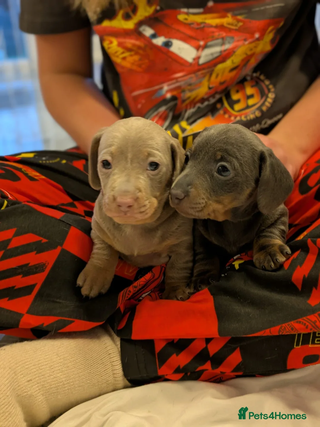 Miniature Dachshund dogs for sale: KC registered smooth hair miniature dachshund  - Advert 1