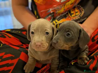 Miniature Dachshund dogs KC registered smooth hair miniature dachshund - Advert 1