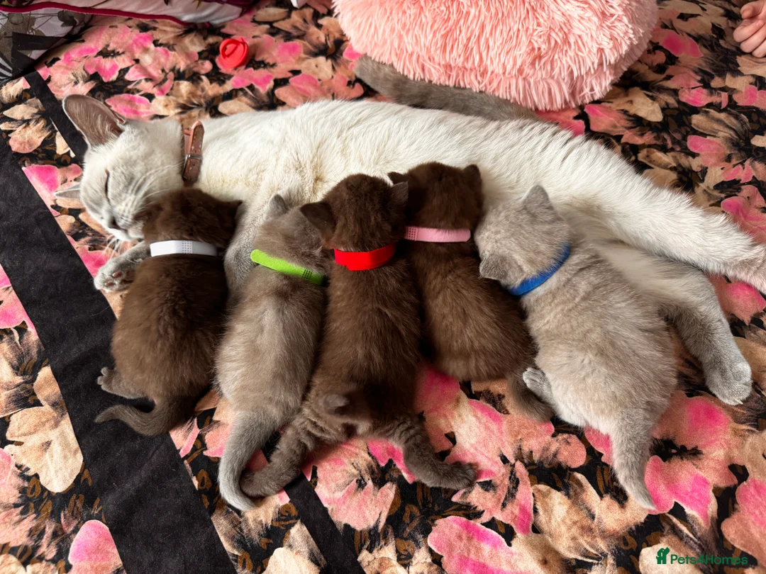 British Shorthair cats for stud: Chocolate British shorthair GCCF Active in London - Advert 15