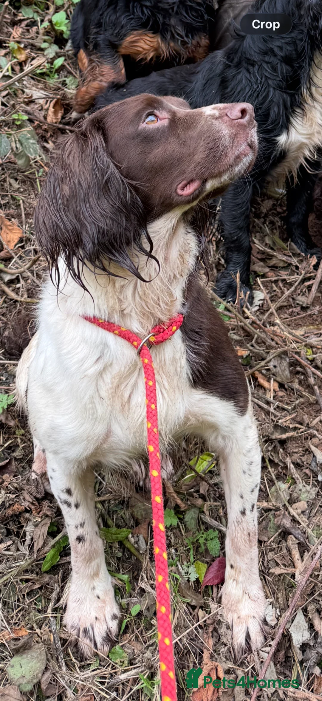 English Springer Spaniel dogs for sale: Liver and white springer dog puppies for sale   - Advert 4