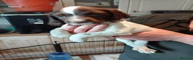 English Springer Spaniel black