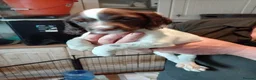 English Springer Spaniel dogs for sale: Ready now english Springer spaniels - Advert 7
