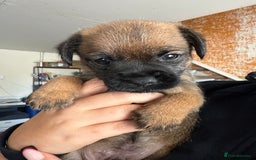 Border Terrier dogs for sale: Border Terriers - Image 6