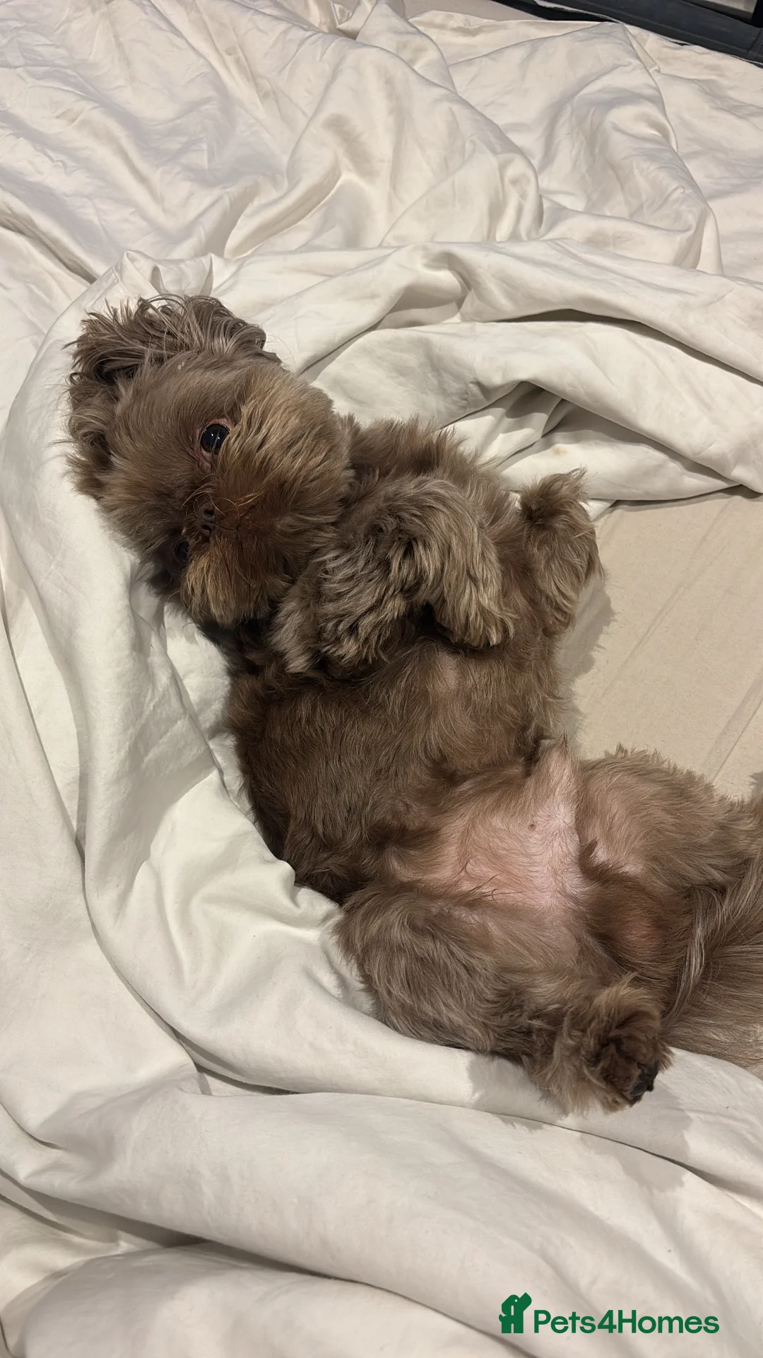 Shih Tzu dogs for stud: Chocolate Brown Imperial Shih Tzu Stud - Advert 2