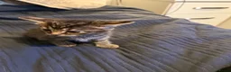 British Longhair cats for sale: Beautiful longhair kittens for SALE! - Advert 20