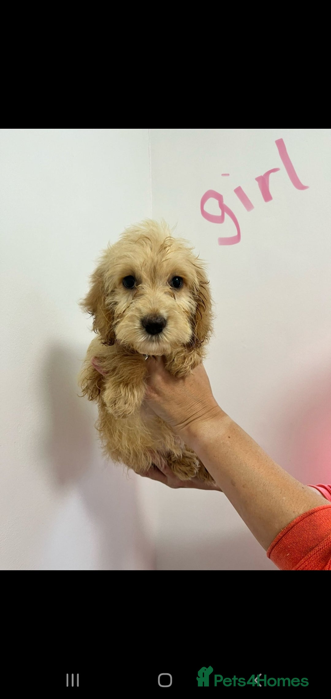Cockapoo dogs for sale: Working cocker x cockapoo  puppies  - Image 4