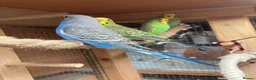 Budgerigars birds for sale: Baby budgies  - Advert 9