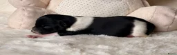 Miniature Schnauzer dogs for sale: KC BVA/MAC Health Tested Miniature Schnauzers  - Advert 3