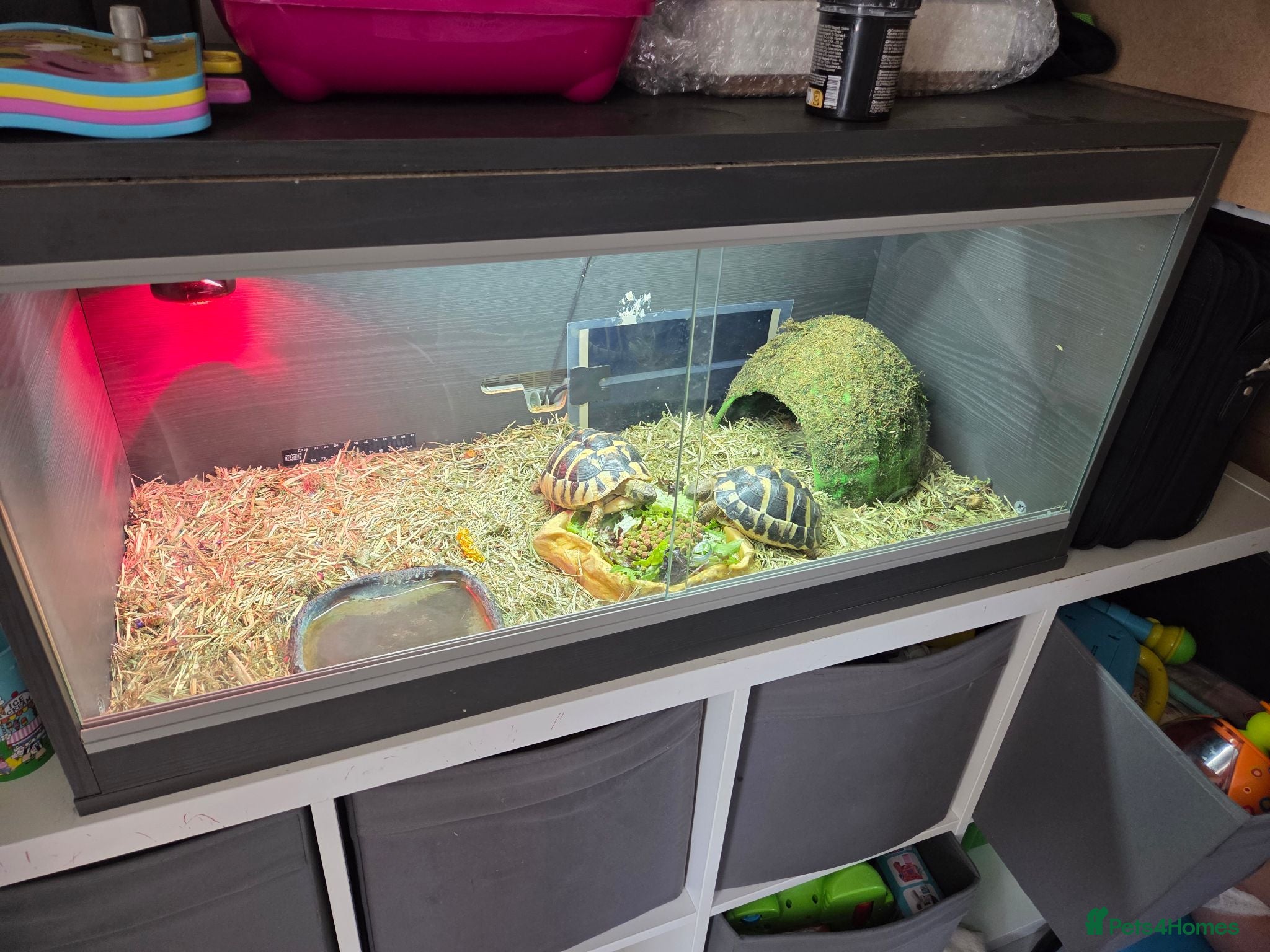 Hermann Tortoise reptiles 2x Hermann tortoise and full set up. - Advert 2