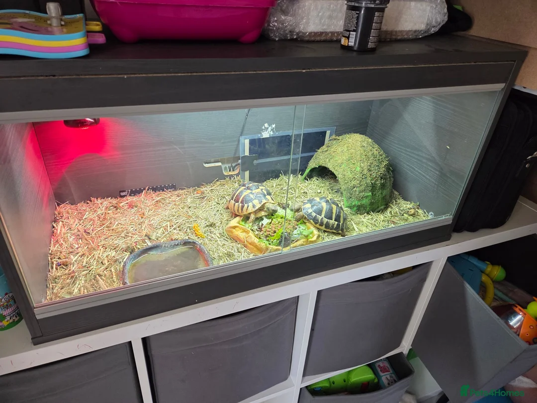 Hermann Tortoise reptiles for sale: 2x Hermann tortoise and full set up. in West Malling - Advert 2