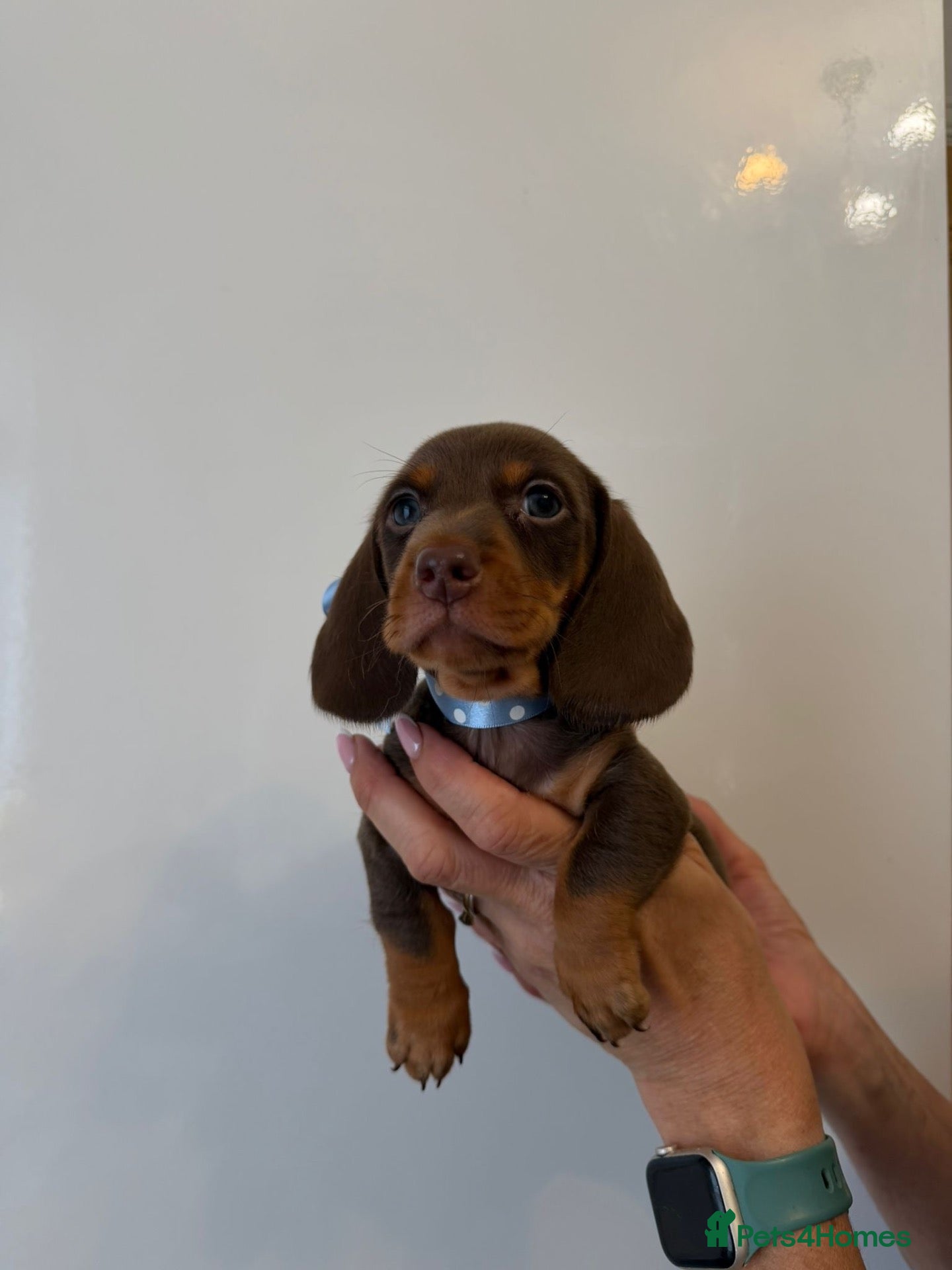 Miniature Dachshund dogs 🤩2stunning male miniature dachshund 🤩 - Advert 17