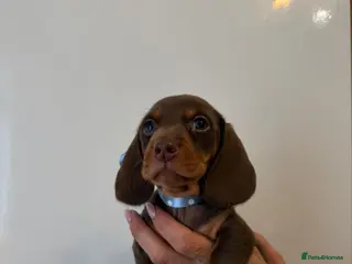 Miniature Dachshund dogs 🤩2stunning male miniature dachshund 🤩 - Advert 17
