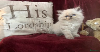 Persian cats - Advert 2