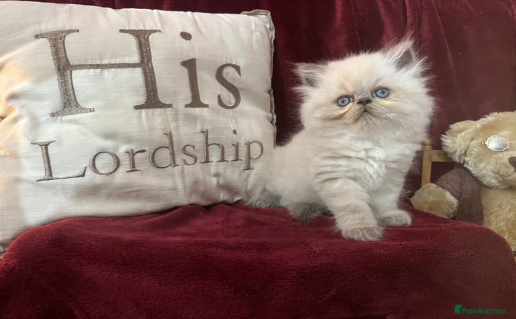 Persian cats - Advert 14