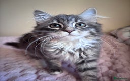 Maine Coon cats for sale: Maine Coon Kitten  - Image 7