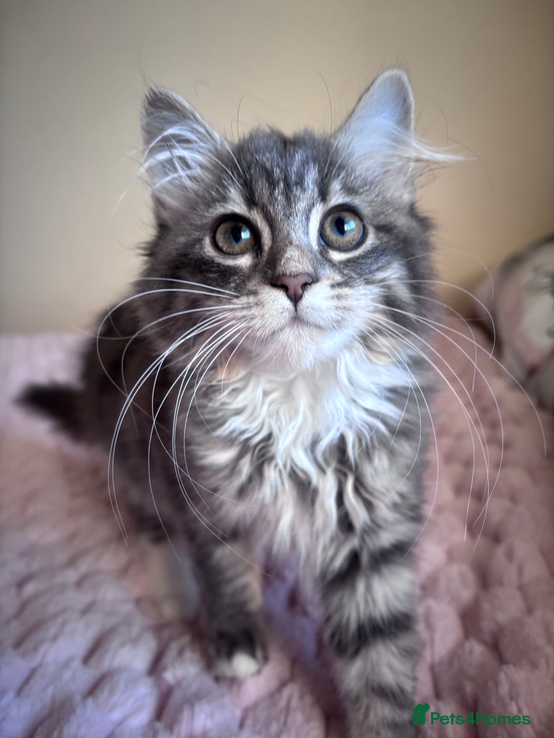 Maine Coon cats for sale: Maine Coon Kitten  - Image 7