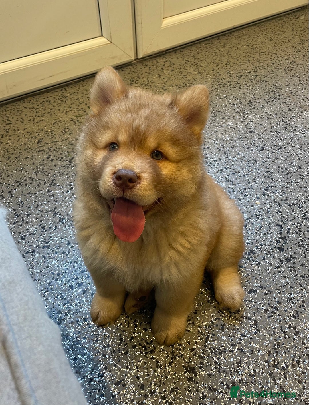 Chow Chow dogs for sale: Genuine Teddy Bear Chowski Puppies - Image 7
