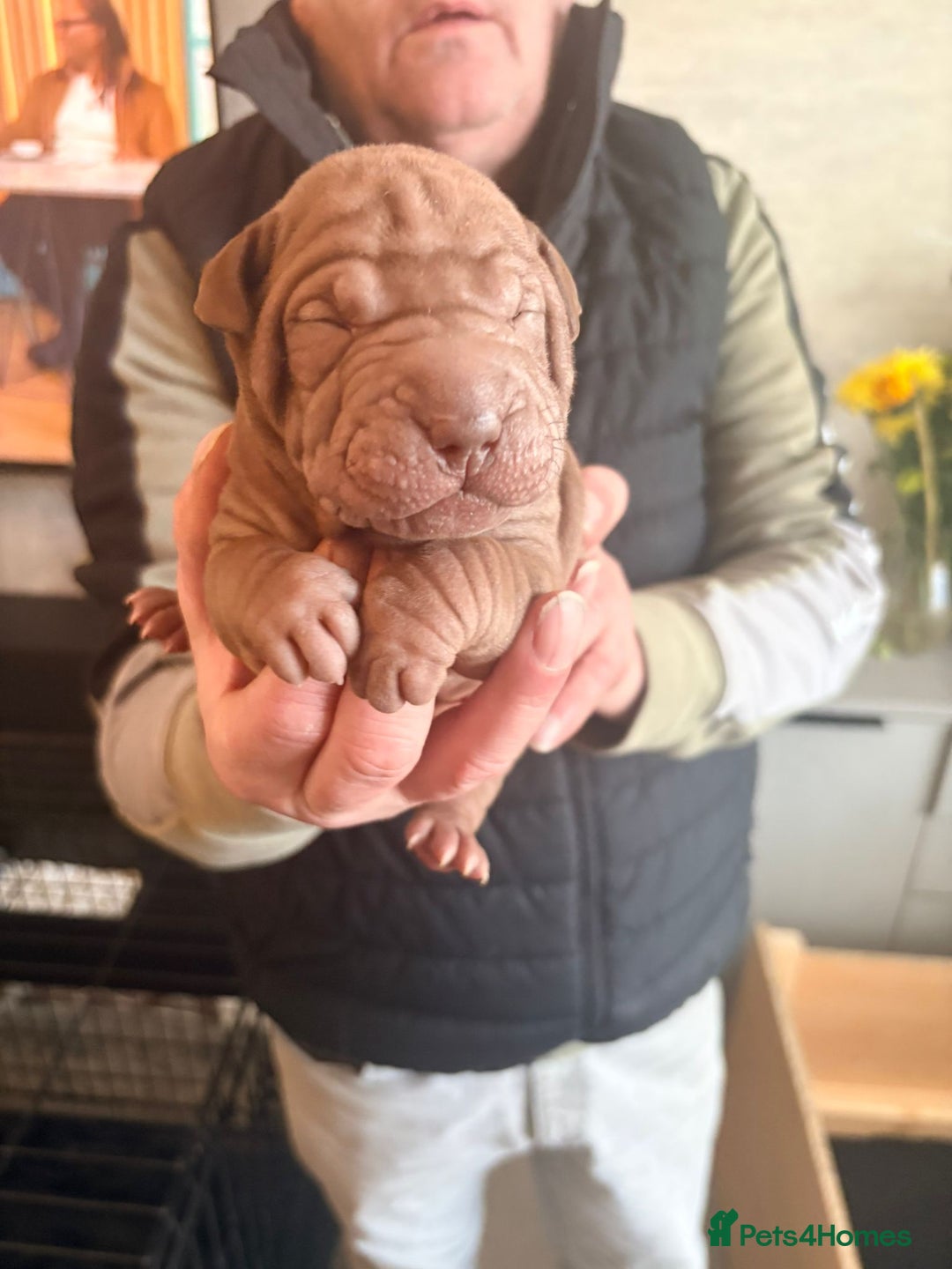 Shar Pei dogs for sale: Shar Pei Puppies looking for forever homes - Advert 5