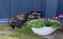 British Shorthair cats for sale: 3 gorgeous kittens left - Image 7