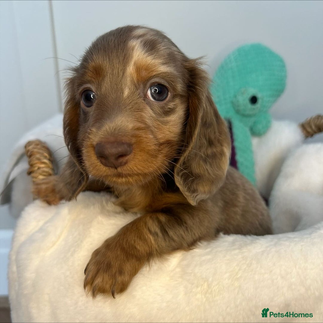 Miniature Dachshund dogs for sale: 🤍🐾 READY NEXT WEEK 🐾🤍 - Image 4