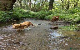 Cocker Spaniel dogs for sale: KC Reg Working Cocker Spaniel Puppies for Sale - Image 5