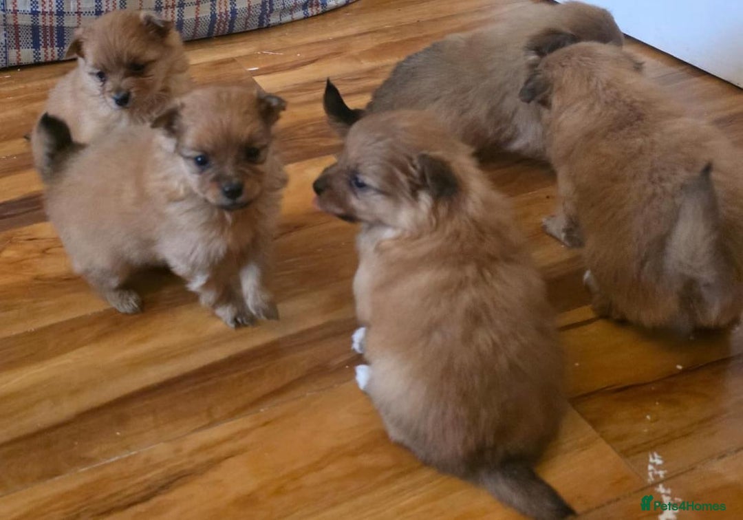 Pomeranian dogs for sale: Pomeranian Puppies - Image 6