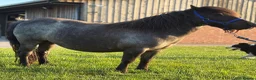 Shetland pony horses for sale: Black Roan Standard Mare  in Stoke-on-Trent - Advert 2