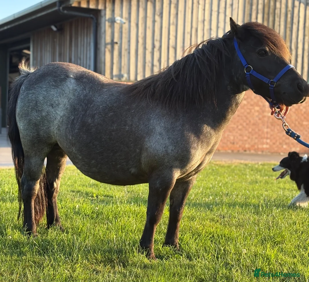 Shetland pony horses for sale: Black Roan Standard Mare  in Stoke-on-Trent - Advert 2