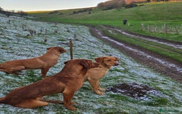 Labrador Retriever dogs for stud: Health tested- Kc registered Fox Red Labrador for  in York - Image 11