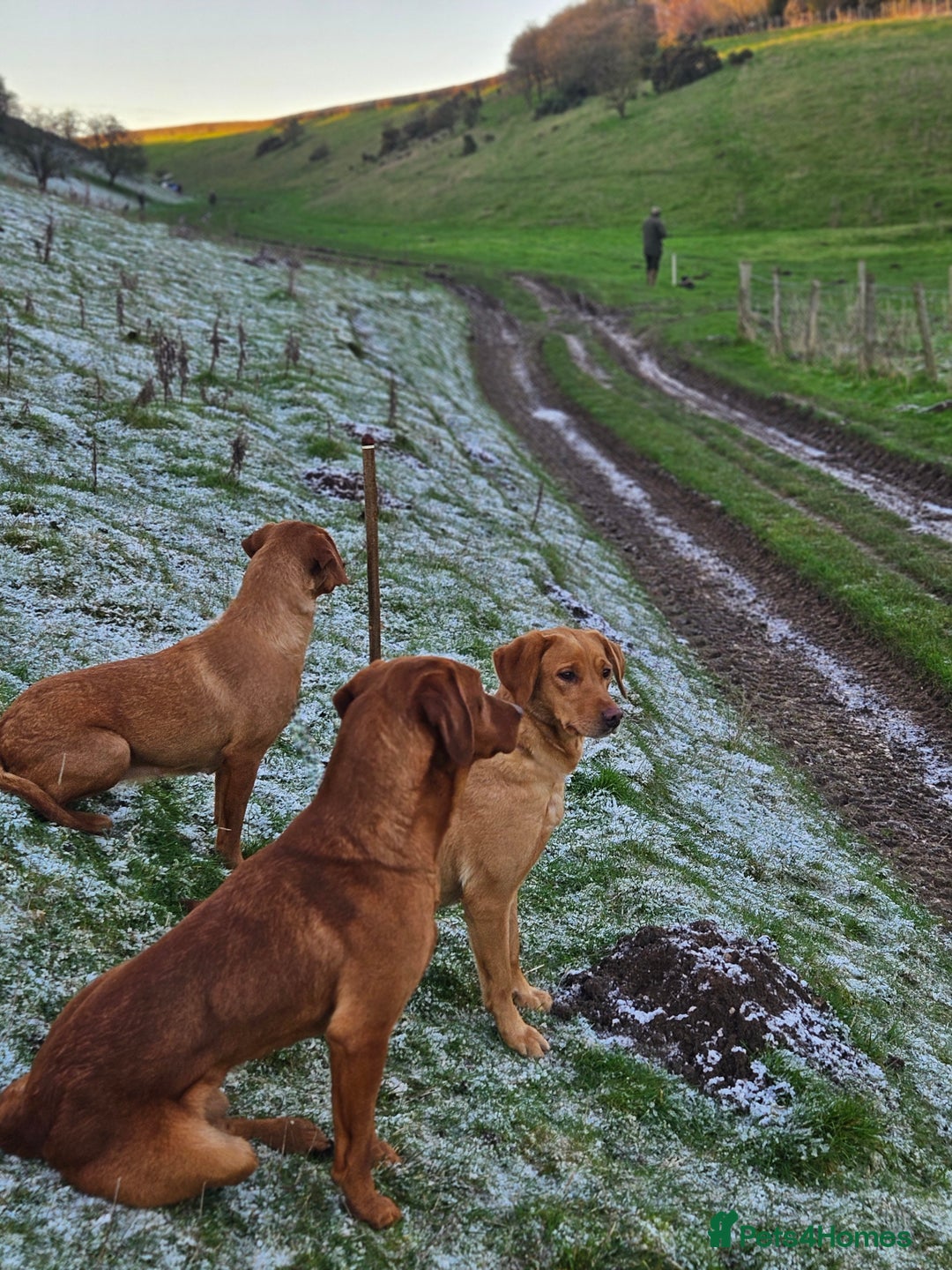 Labrador Retriever dogs for stud: Health tested- Kc registered Fox Red Labrador for  in York - Image 11