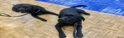 Labrador Retriever dogs for stud: Labrador, proven, health tested, show bred  - Advert 7
