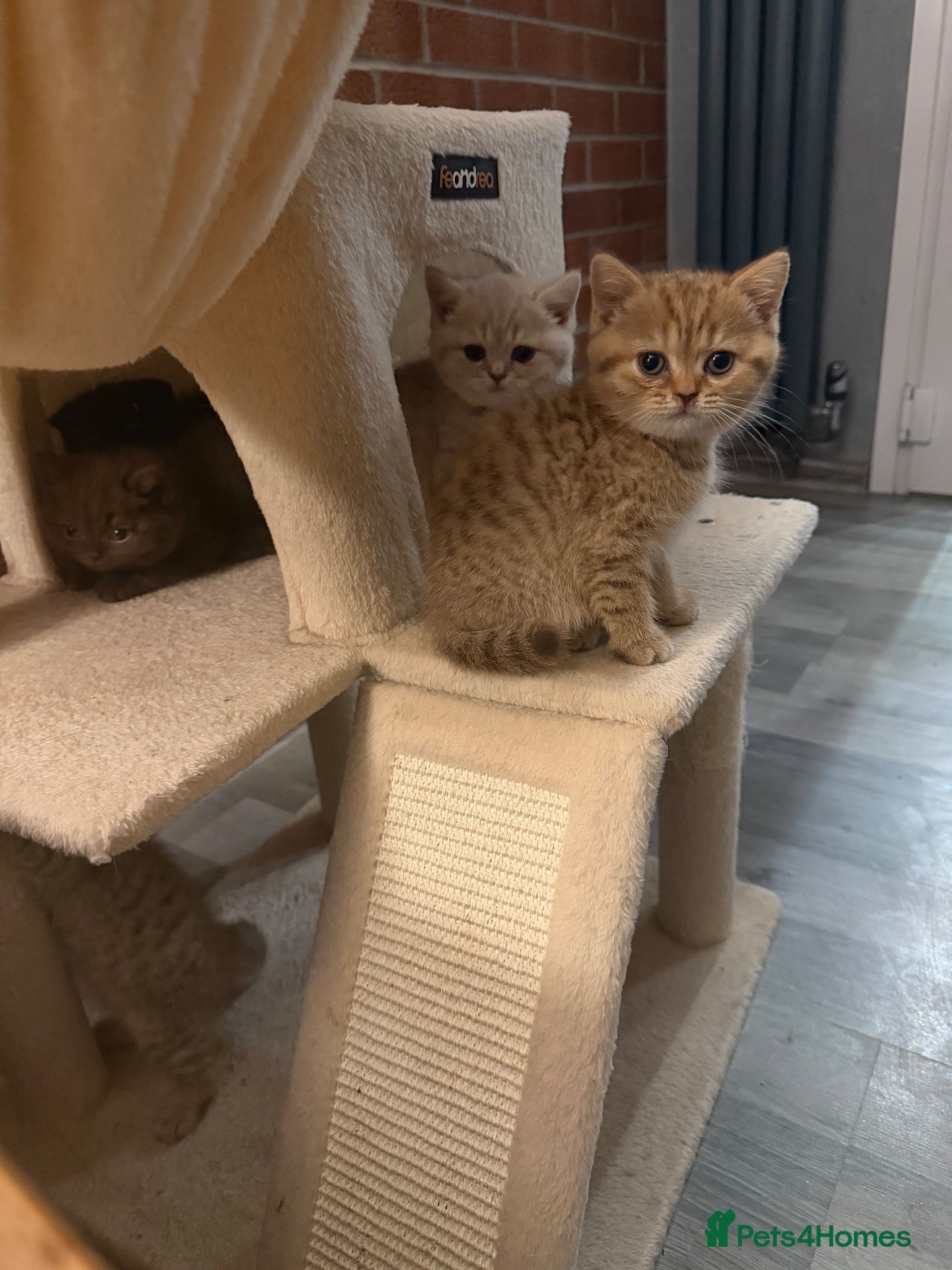 Scottish Fold cats Exceptional litter of Scottish fold/ straight😍😍 - Advert 1