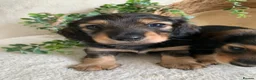 Miniature Dachshund dogs for sale: DNA TESTSED LONGHAIR MINI DACHSHUND  - Advert 1